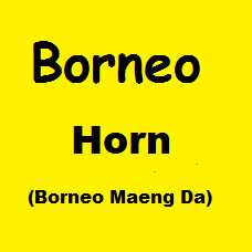 Borneo Horn